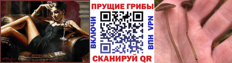 Псилоцибиновые грибы GOLDEN TEACHER  Тайга 